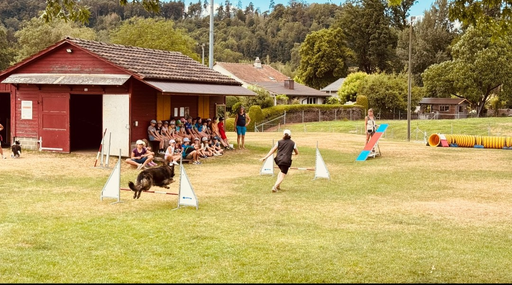 Hund 2026