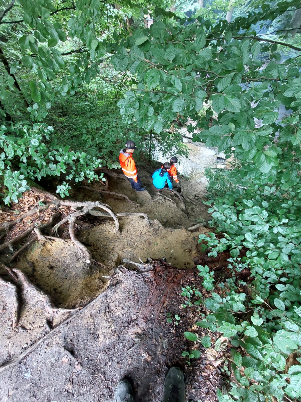 Bauhölzli Wald 2025